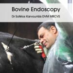 Bovine Endoscopy
