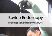 Bovine Endoscopy