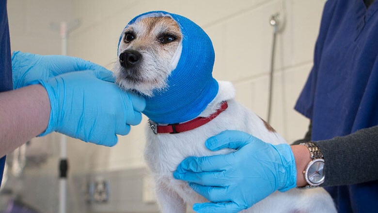 10 Emergency Equipment For Every Veterinary Hospital