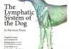 The Lymphatic System of the Dog
