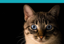 The Good Cat Parents Guide to Feline Behavior Modification PDF