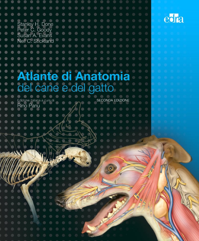 Atlante Di Anatomia Del Cane E Del Gatto Pdf Download