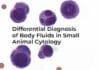 Differential Diagnosis Of Body Fluids In Small Animal Cytology