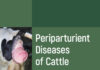 Periparturient Diseases Of Cattle Pdf Download
