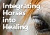 Integrating Horses into Healing