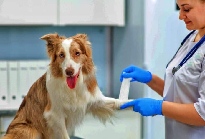 Emergency vets Emergency vets