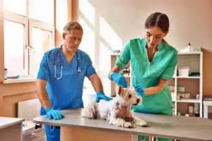 A Brief Guide to Popular 7 Types of Veterinary Practices