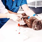 types-of-laboratory-tests-in-veterinary-clinic