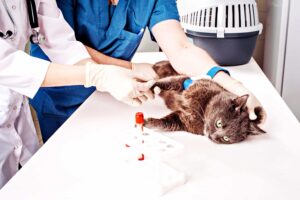 Types-Of-Laboratory-Tests-In-Veterinary-Clinic