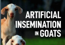 Artificial Insemination in Goats PDF