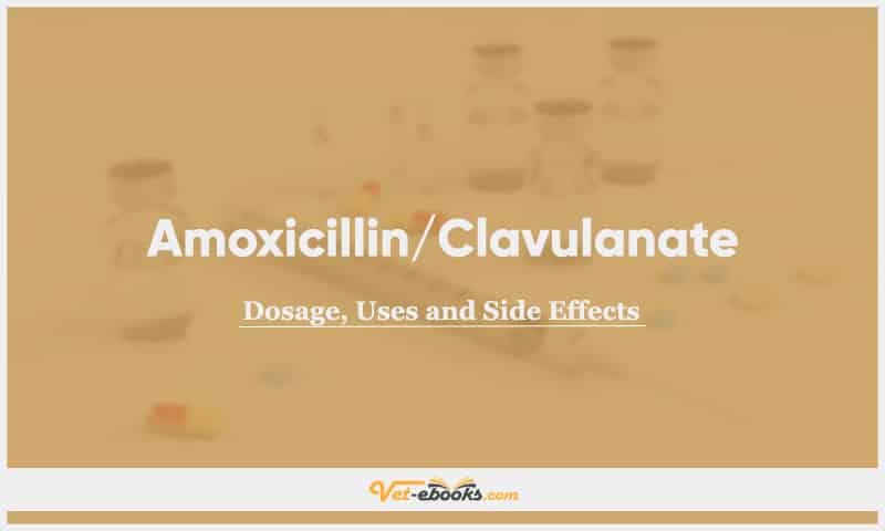 Amoxicillin/Clavulanate for Dogs, Cats, and Different Animal Species: Dosage, Uses, and Side Effects Guide