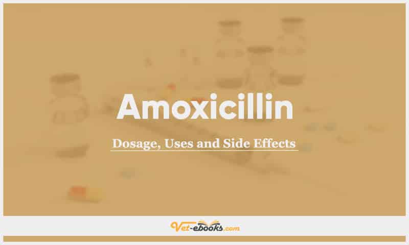 Amoxicillin for Dogs, Cats, and Different Animal Species: Dosage, Uses, and Side Effects Guide