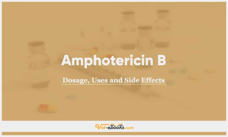 Amphotericin B For Dogs, Cats and Other Animals: Uses, Dosage, and Side Effects Guide