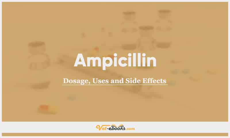 Ampicillin for Dogs, Cats, and Other Animal Species: Dosage, Uses, and Side Effects Guide