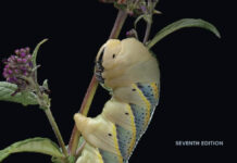 Writing Papers in the Biological Sciences 7th Edition PDF