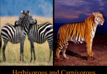 Herbivorous and Carnivorous Animals