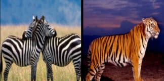 Herbivorous and Carnivorous Animals