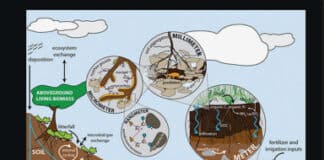Soil Microbiology, Ecology and Biochemistry