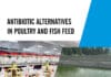 Antibiotic Alternatives In Poultry And Fish Feed Pdf Download