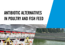 Antibiotic Alternatives in Poultry and Fish Feed PDF Download