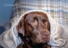 Fear and Anxiety in Dogs