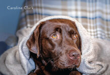 Fear and Anxiety in Dogs