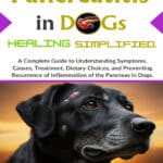 Pancreatitis in Dogs Healing Simplified