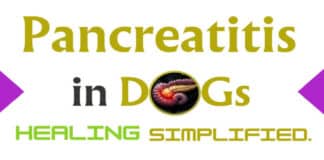 Pancreatitis in Dogs Healing Simplified