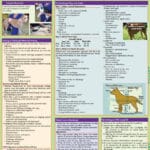 Veterinary Assistant – Chris Pinney