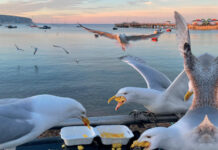 Emerging Voices for Animals in Tourism Emerging Voices for Animals in Tourism