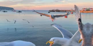 Emerging Voices for Animals in Tourism