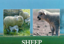 Sheep Nutrition – M. Freer Sheep Nutrition