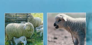 Sheep Nutrition