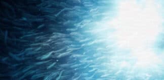 The Ecosystem Approach to Fisheries