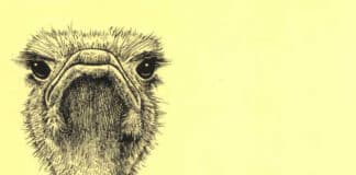 The Ostrich- Biology, Production and Health