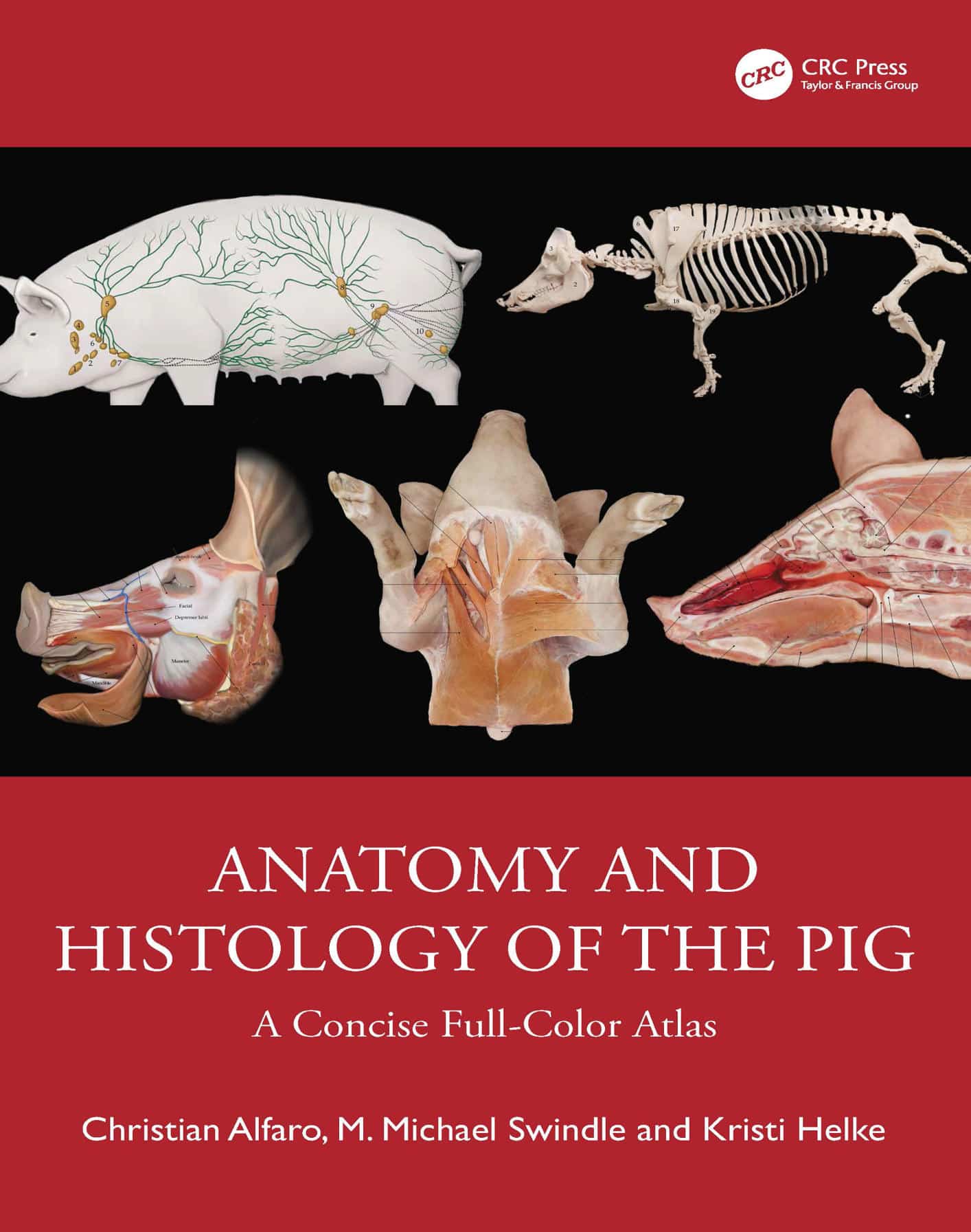 Anatomy And Histology Of The Pig A Concise Full-Color Atlas Pdf Download