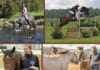 Equine Behaviour in Practice Understanding Horses and Treating Behaviour Problems Equine Behaviour in Practice Understanding Horses and Treating Behaviour Problems