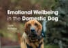 Emotional Wellbeing in the Domestic Dog Book Cover