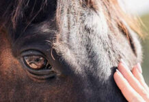 Equine-Assisted Services: Studies Illustrating the Potential Benefits for Children, Adolescents and Adults