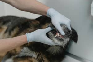 Reduced Appetite in Small Animal Practice: A Clinical Approach Educational Article For Vets and Students